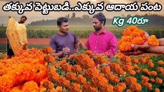 Orange colour Banthi flowers farming process [upl. by Ardeahp191]