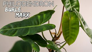 Philodendron Burle Marx  How To Houseplant [upl. by Augustin]