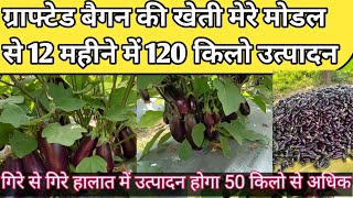 ग्राफ्टेड बैगन की खेती 1 साल में 120 किलो तक उत्पादन हो सकता है l Grafted Baigan ki kheti l [upl. by Nyral]