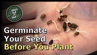 Paper Towel Method for Germination of Pepper Seeds and most other veggie seeds [upl. by Godfrey]