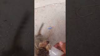 cat baby feeding milk 🍼🍼🥰🥰🐈💞support subscribe adopted [upl. by Hsirrap993]