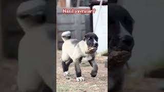 KANGAL YAVRUSU KANGAL PUPPY pet dog pets dogs köpek puppy pubg fyp like subscribe love [upl. by Grossman]