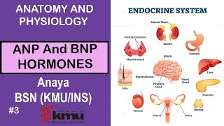 What Is ANP Atrial Natriuretic Peptide And BNP B Type Natriuretic Peptide In 3 Minutes [upl. by Hausmann]