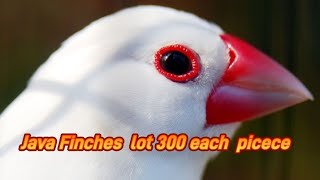 Java Finches lot 300 rs each pice finches java white birds viralvideo shorts viral trending [upl. by Graham]