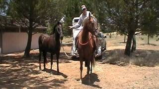 Things to Practice before you Pony Horses on Trail Rides Rick Gore Horsemanship [upl. by Lorola488]