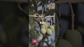 Olive Tree Symbolism A Biblical Perspective [upl. by Piane]