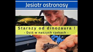 Powrót Dinozaura  Jesiotr ostronosy  Restytucja wyginionego gatunku [upl. by Zachar]