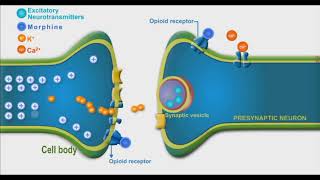 Opioids animation video [upl. by Zedekiah916]