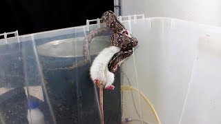 Small Snake vs Bigger Rat  Warning Small Boa Live Feeding [upl. by Dalli567]