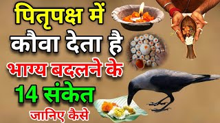 पितृपक्ष में कौए के बताये हुए 14 शुभ संकेत कौए से जुड़े शकुनअपशकुन  Crow gestures as per Hindu [upl. by Sternick]