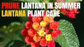 Pruning lantana in summer  Lantana plant care [upl. by Siduhey]