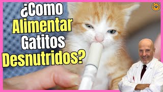 🔴 ¿CÓMO ALIMENTAR A UN GATO BEBÉ DESNUTRIDO LECHE PARA ENGORDAR GATOS 🔴 [upl. by Eniamerej]