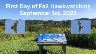 First day of Fall 2023 hawk migration season September 1st 2023 [upl. by Ycniuq797]