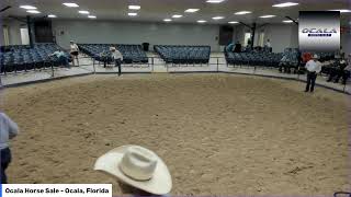 Ocala Horse Sale  Ocala Florida [upl. by Ecneps]