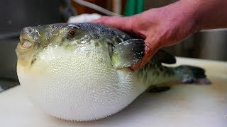 Japanese Street Food  LIVE FUGU PUFFERFISH Puffer Fish Japan [upl. by Girish]