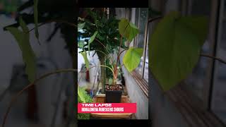 Timelapse Homalomena rubescens 2 Hours 호말로메나 루베센스 타임랩스 plantlover [upl. by Hsara]