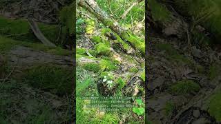 Sibirien Forest Nature Walk  Discover Ängelholms Hidden Gem 🌲 NatureWalk ForestAdventures [upl. by Akimal]