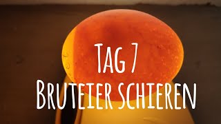 Projekt Hühnerhaltung Tag 7  Bruteier durchleuchten  schieren 🥚🐣🐥 Die GartenFarm [upl. by Johansen]