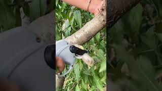 Peach tree side branch pruning process Good tools and machinery can increase work efficiency [upl. by Neumark101]