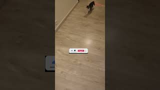 NemeQ7 Fetching cat🐈 shorts cat kitten fetching cutecat fetchingcat viral funny catvideo [upl. by Oratnek]