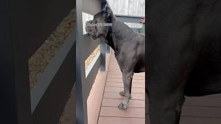 Cane Corso security dog canecorso youtubeshorts mastiff big security boss life king [upl. by Aissyla]