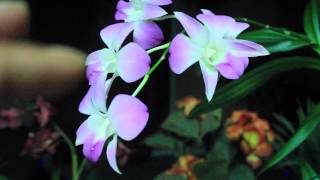 ALL ABOUT DENDROBIUM ORCHIDS  Phalaenopsis and Nobile [upl. by Darach]