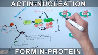 Actin Nucleation by Formin Protein [upl. by Edva]