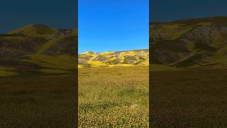 Carrizo Plain National Monument Superbloom 2023 california superbloom [upl. by Adnorrehs]