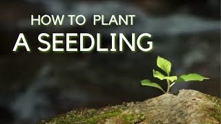 How to Plant a Seedling  Texas AampM Forest Service [upl. by Ymaral]