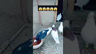 Roller Pigeon back Flip😱😱😱kabootar viral pigeon kabutar [upl. by Eisoj]