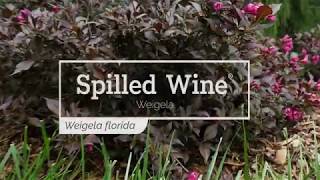 30 Seconds with Spilled Wine® Weigela [upl. by Aicinet101]