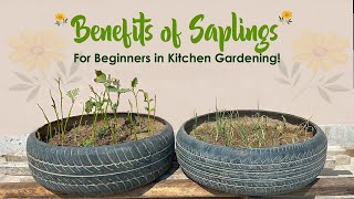 Benefits of Saplings for Vegetable Gardening beginners  Winter Vegetables [upl. by Ayadahs]