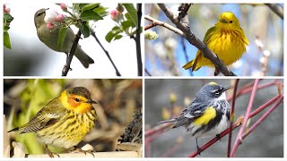 Parulines chants  Warblers songs [upl. by Earised675]