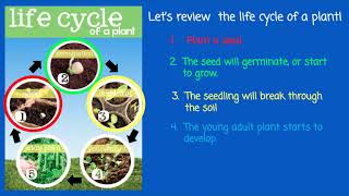 The Life Cycle of a Plant [upl. by Yntruoc]