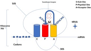 Mechanism of Action  Macrolides  Azithromycin  Clarithromycin  Erythromycin  Animation [upl. by Nrobyalc]