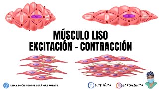 Fisiología Músculo Liso  Generalidades y Mecanismo de ExcitaciónContracción  Parte 1 [upl. by Scot171]