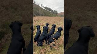 Picking up with Labrador Retriever Gundogs labrador workingdog drivenshooting [upl. by Euqinehs310]