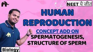 Human Reproduction Class 12 NEET  Spermatogenesis Structure of Sperm  Biology [upl. by Martineau279]