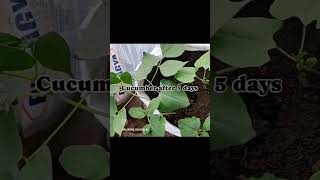 Seed germination process update with plants [upl. by Farly]