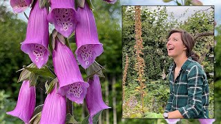 Foxgloves  Saving amp Sowing Seed NOW for next years blooms  Homegrown Garden [upl. by Criswell]