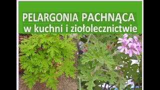 Geranium  Pelargonia pachnąca  anginka Właściwości zdrowotne [upl. by Aletsirc]