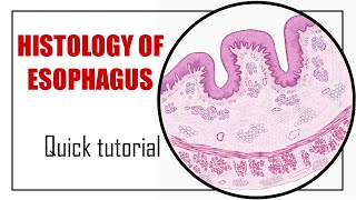 Histology of Esophagus  Fast Animated Histology Tutorial [upl. by Anirehtac440]