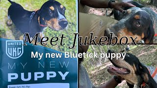 Meet my Bluetick Coon Hound puppy Jukebox [upl. by Arebma]