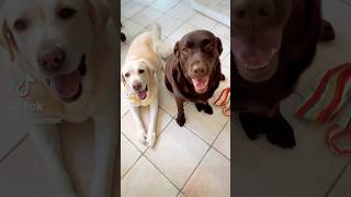 Ma che gentile 😂😂 canidivertenti labrador divertente pets funnydog [upl. by Eninnaej714]