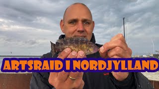 Artsraid i Nordjylland [upl. by Ganny]