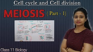 Meiosis  Part 1  Prophase 1  Cell cycle and Cell division  Class 11 biology  NEET AIIMS [upl. by Iahs]