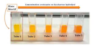 Travaux pratiques Etude cinétique de linvertase Partie 22 [upl. by Pesvoh]