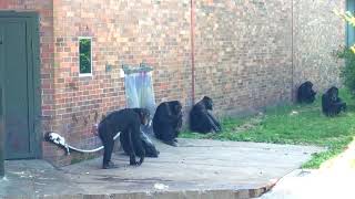 Chimps Play Fighting at Chester Zoo [upl. by Machutte402]