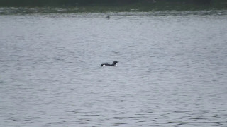 Black Throated Diver Pitsford Res 060517 [upl. by Wilkison]