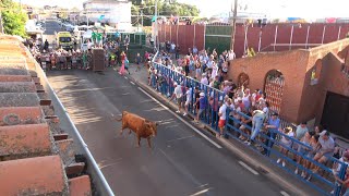 Boveda de Toro 2024 Toros de cajon 1º [upl. by Katzir480]